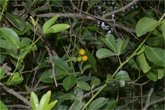 Toddalia asiatica var. gracilis